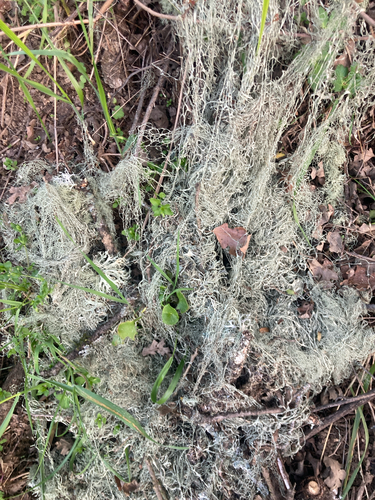 iNaturalist observation photo of lace lichen