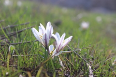 Colchicum kesselringii