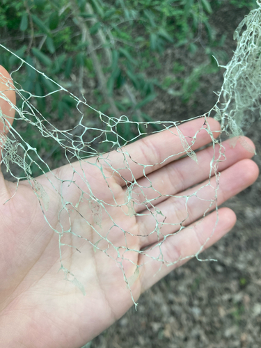 iNaturalist observation photo of lace lichen