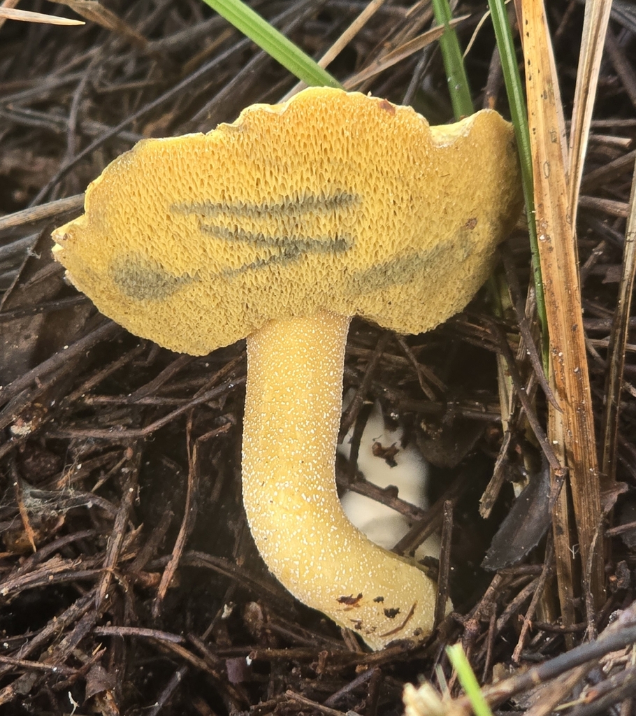 Suillus tomentosus