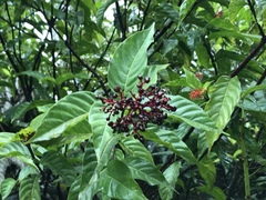 Palicourea croceoides