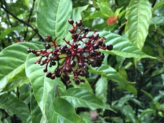 Palicourea croceoides