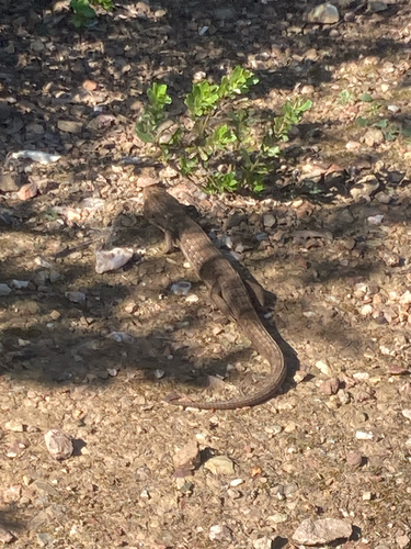 iNaturalist observation photo of Southern Alligator Lizard