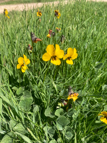 iNaturalist observation photo of California Golden Violet