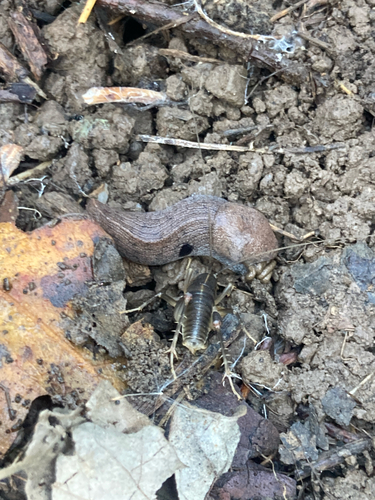 iNaturalist observation photo of Black Westernslug