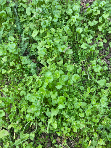 iNaturalist observation photo of miner's lettuce