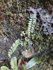 Asplenium cimmeriorum