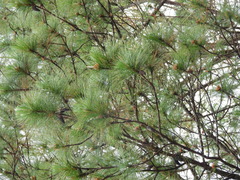 Pinus kesiya, photograph (c) Mark Clarke, some rights reserved (CC BY)