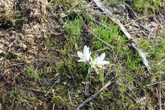 Colchicum kesselringii