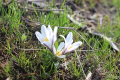 Colchicum kesselringii