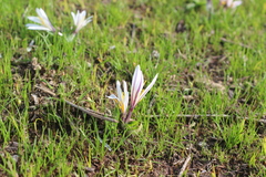 Colchicum kesselringii