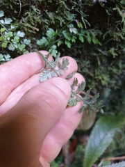 Asplenium cimmeriorum