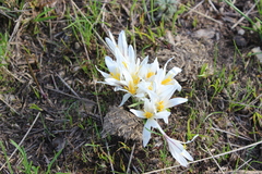 Colchicum kesselringii