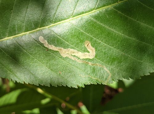 Unknown species found near Belhaven, Jackson, MS, USA