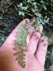 Asplenium cimmeriorum