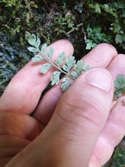 Asplenium cimmeriorum