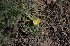 Oenothera primiveris