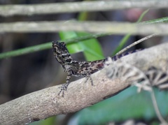 Anolis allogus