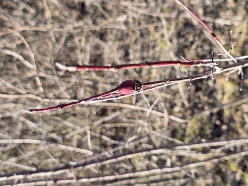 Unknown species found near Garland, TX 75044, USA