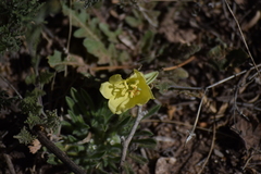 Oenothera primiveris