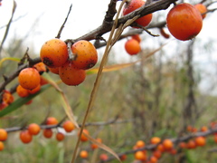 Hippophae rhamnoides