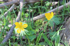 Eranthis longistipitata