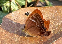 Abisara