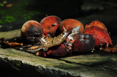 Adoliadini
