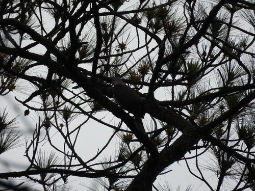 Mountain Imperial Pigeon (Ducula badia), photo 4