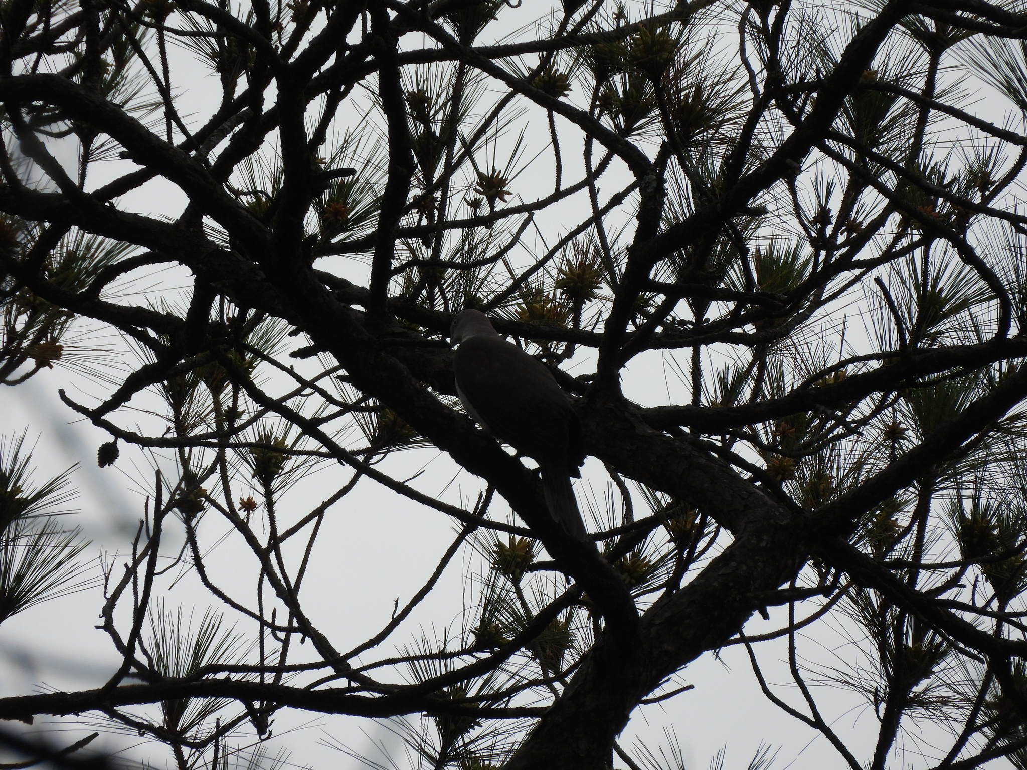 Mountain Imperial Pigeon (Ducula badia), photo 4