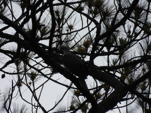 Mountain Imperial Pigeon (Ducula badia), photo 8