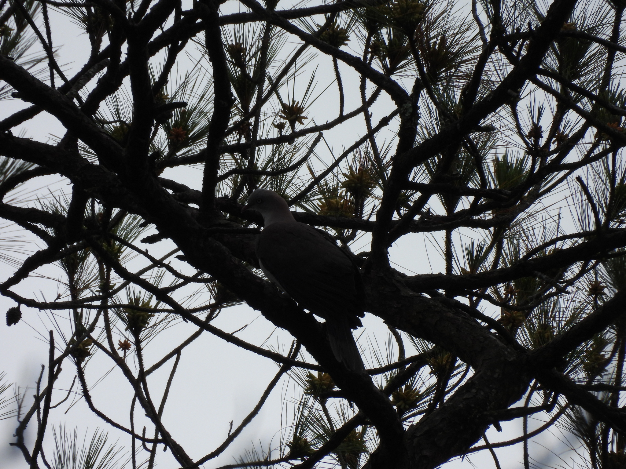 Mountain Imperial Pigeon (Ducula badia), photo 5