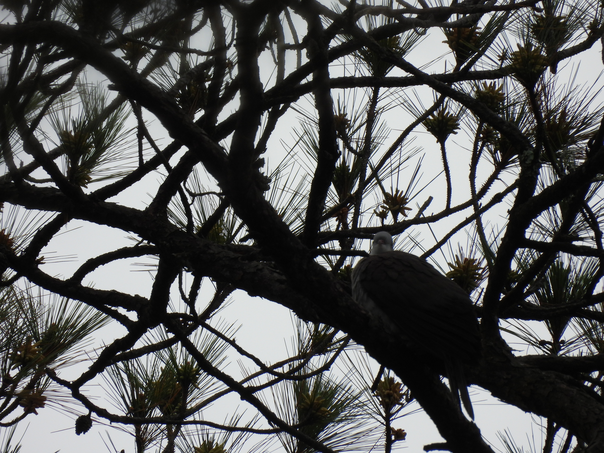 Mountain Imperial Pigeon (Ducula badia), photo 6