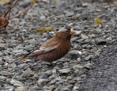 Leucosticte tephrocotis tephrocotis