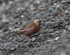 Leucosticte tephrocotis littoralis