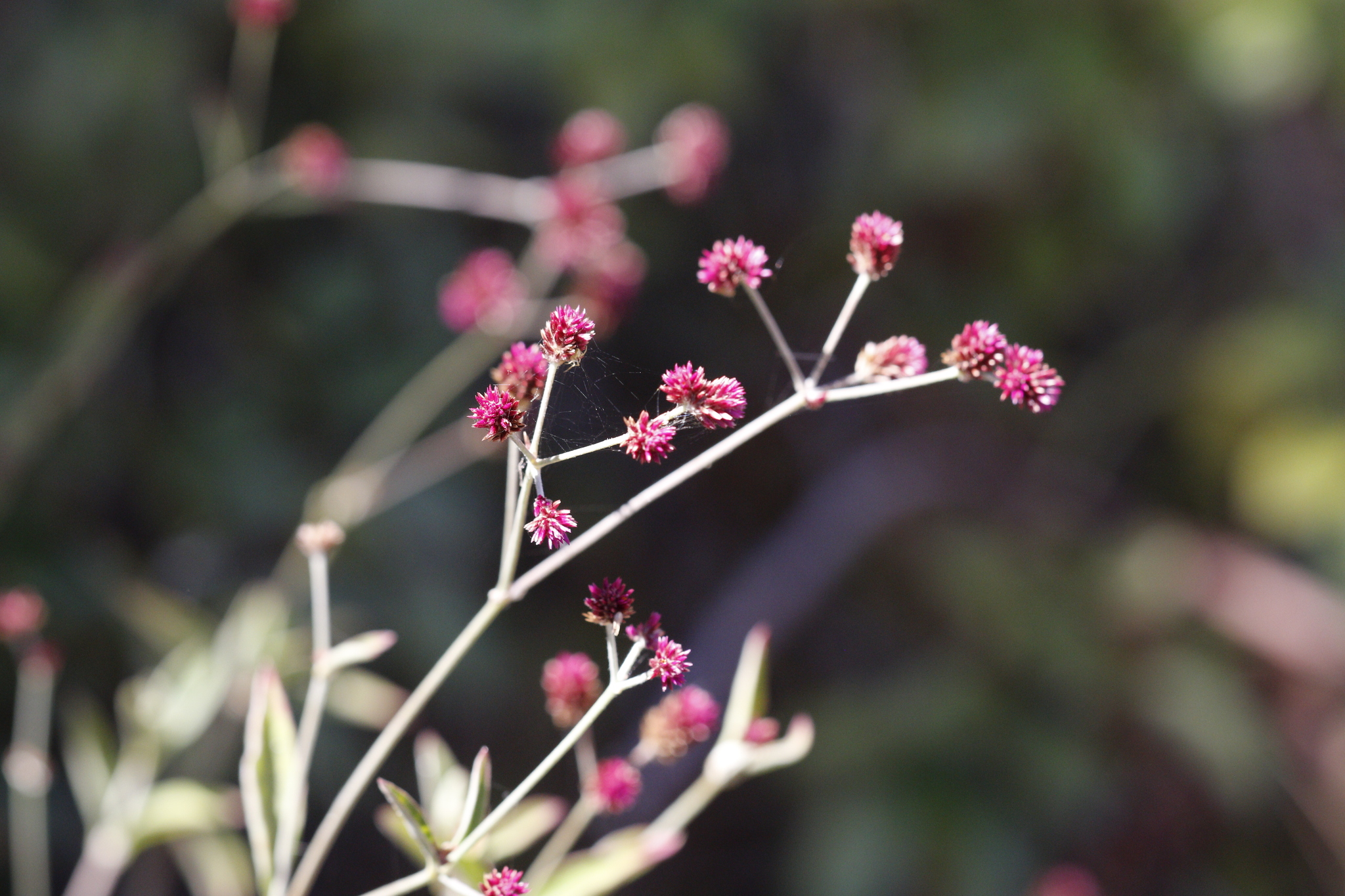 Alternanthera Porrigens (Alternanthera porrigens)