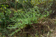 Microglossa pyrifolia