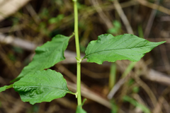 Microglossa pyrifolia