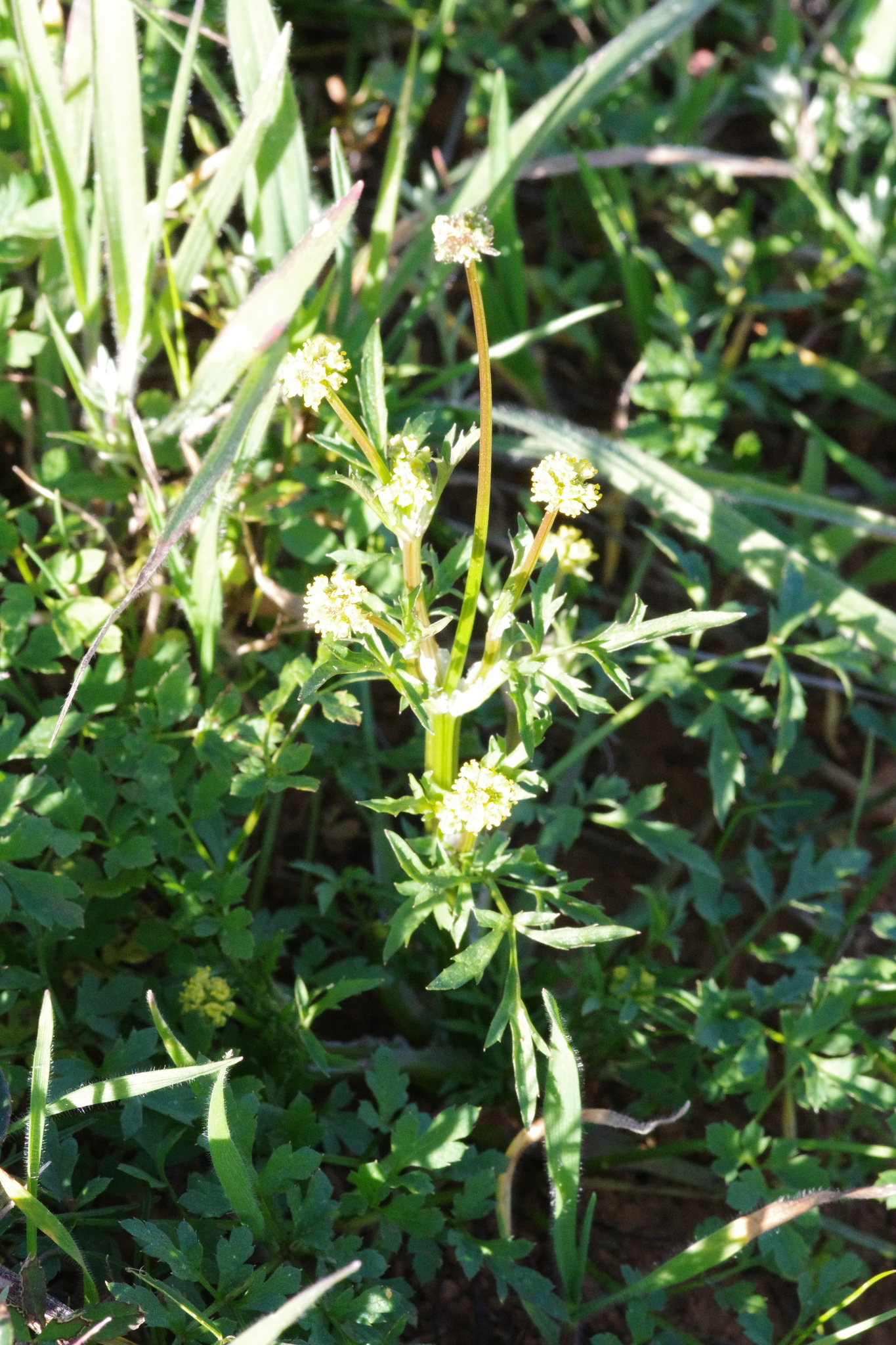 Poison Sanicle (Sanicula bipinnata)
