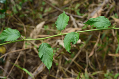 Microglossa pyrifolia