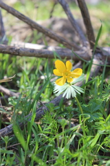 Eranthis longistipitata