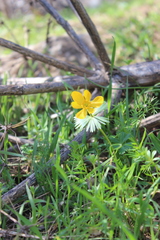 Eranthis longistipitata