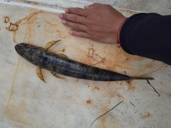 Platycephalus laevigatus