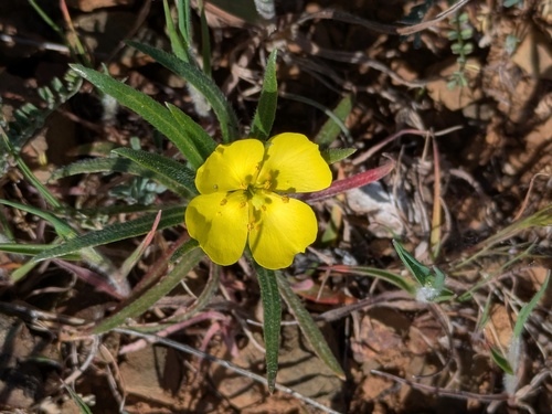 hill sun cup (Tetrapteron graciliflorum)