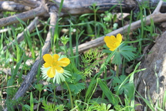 Eranthis longistipitata