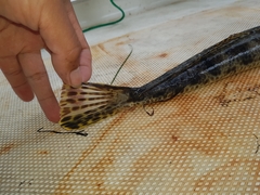 Platycephalus laevigatus