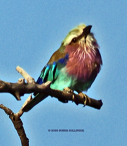 Lilac-breasted Roller