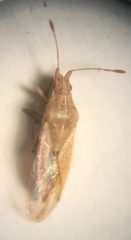 Cymodema breviceps