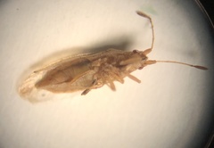 Cymodema breviceps