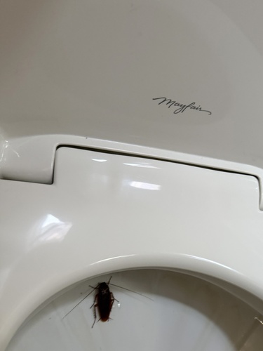 American Cockroach (Periplaneta americana)